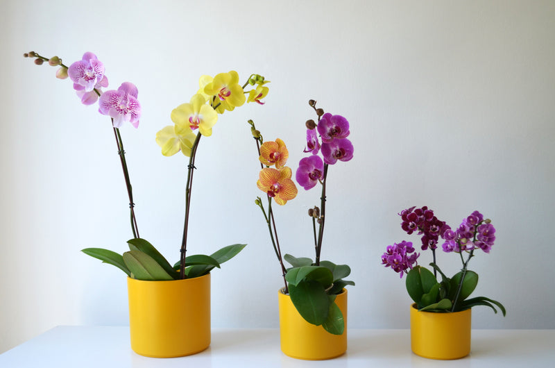 Set de orquideas en macetero de ceramica amrillo