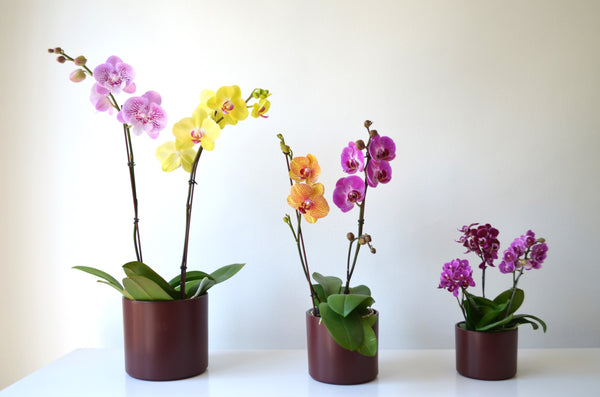 Set de orquideas en macetero de ceramica burdeo