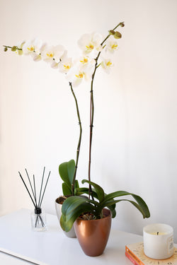 Arreglo planta orquidea simpleza cobre