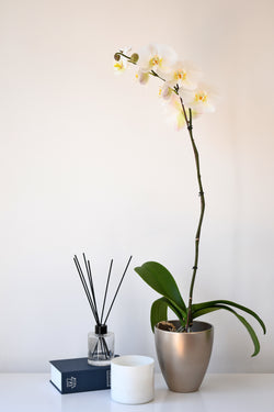 ARREGLO PLANTA ORQUIDEA SIMPLEZA PERLA