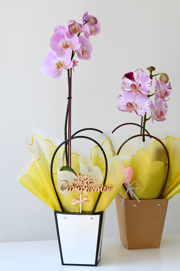 Orquidea de color especial en bolsa