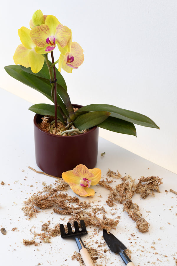 Arreglo de  orquideas en planta chica