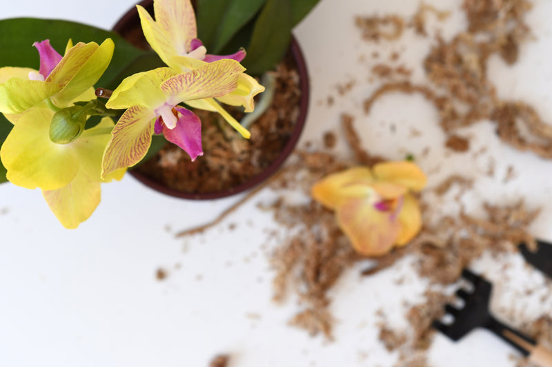 Arreglo de  orquideas en planta chica