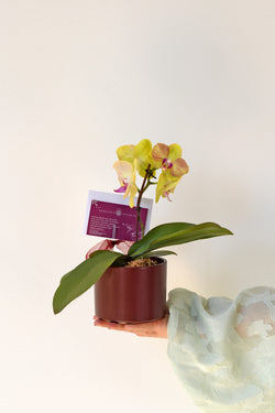 Arreglo de  orquideas en planta chica