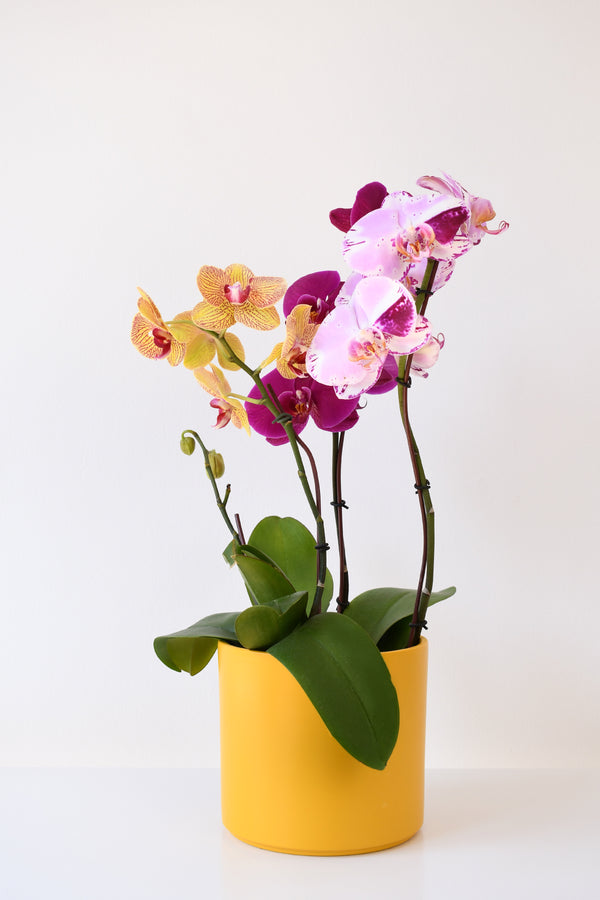 Arreglo de 3 orquideas en planta en ceramica amarillo