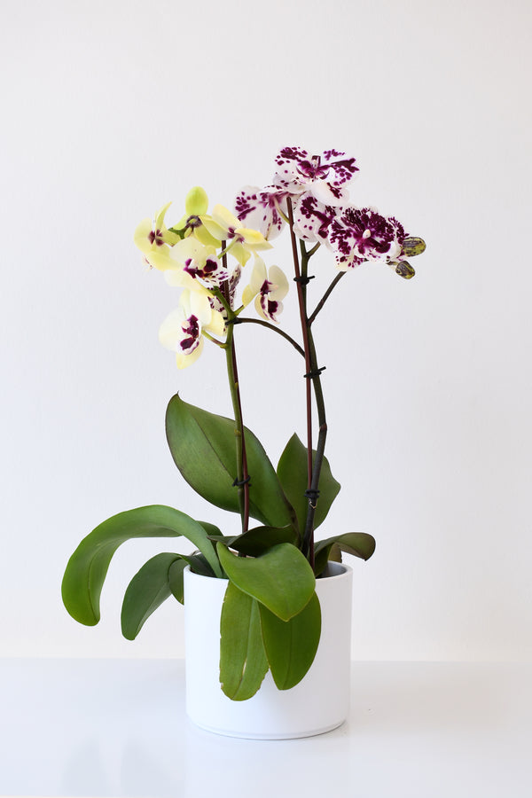 Arreglo de 2 orquideas en planta en ceramica blanco