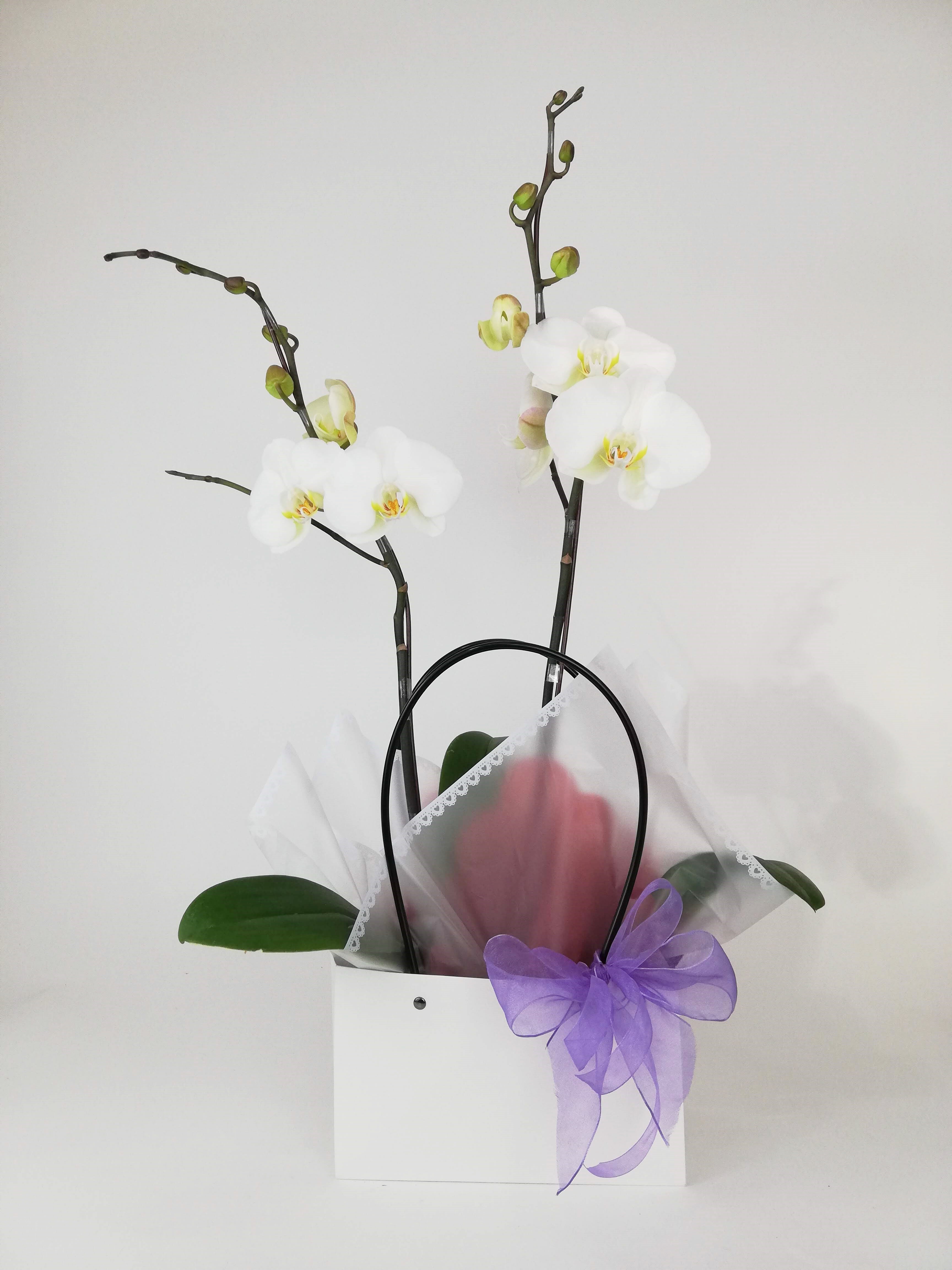 Dos orquideas en bolsa