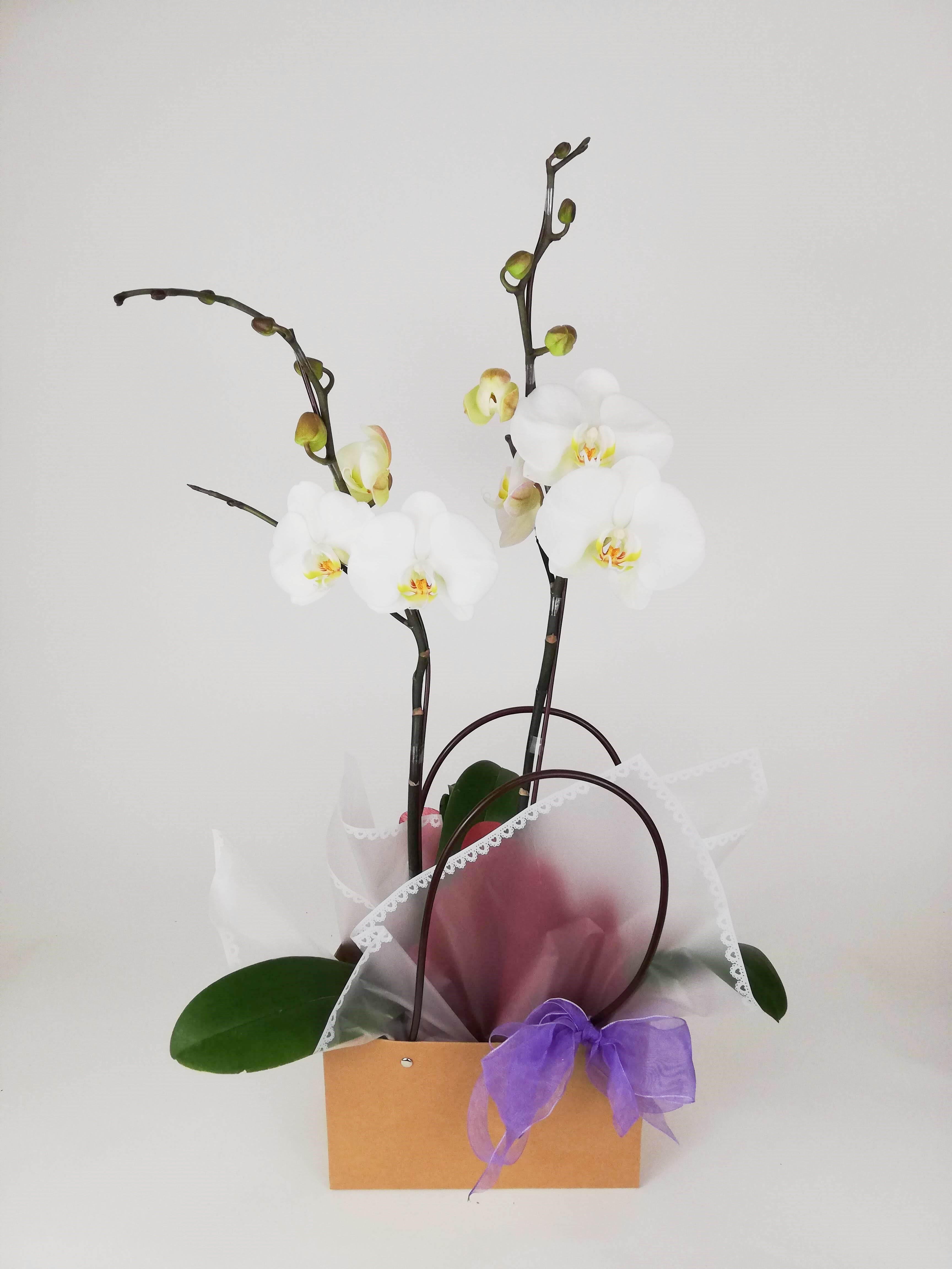 Dos orquideas en bolsa