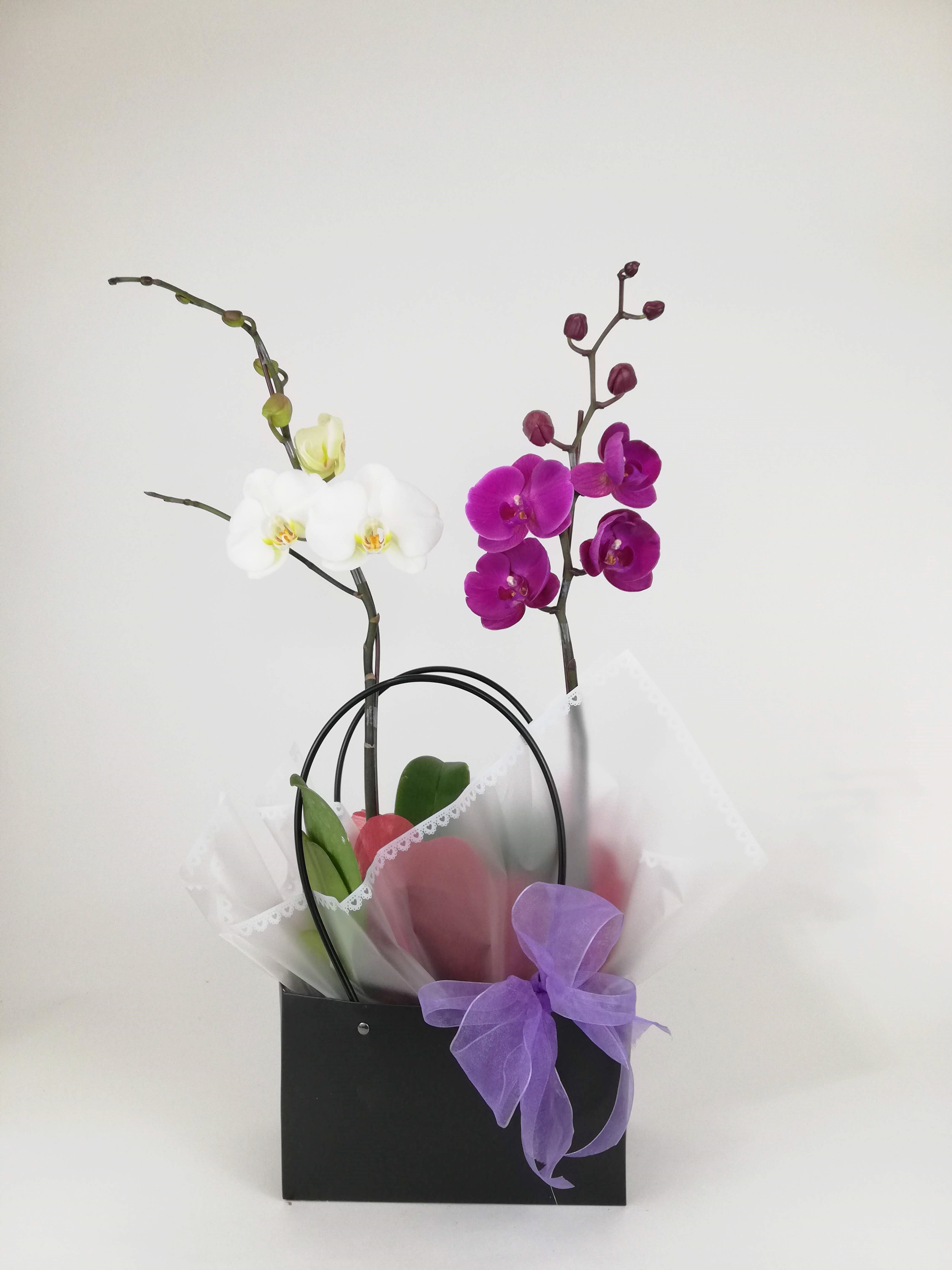 Dos orquideas en bolsa