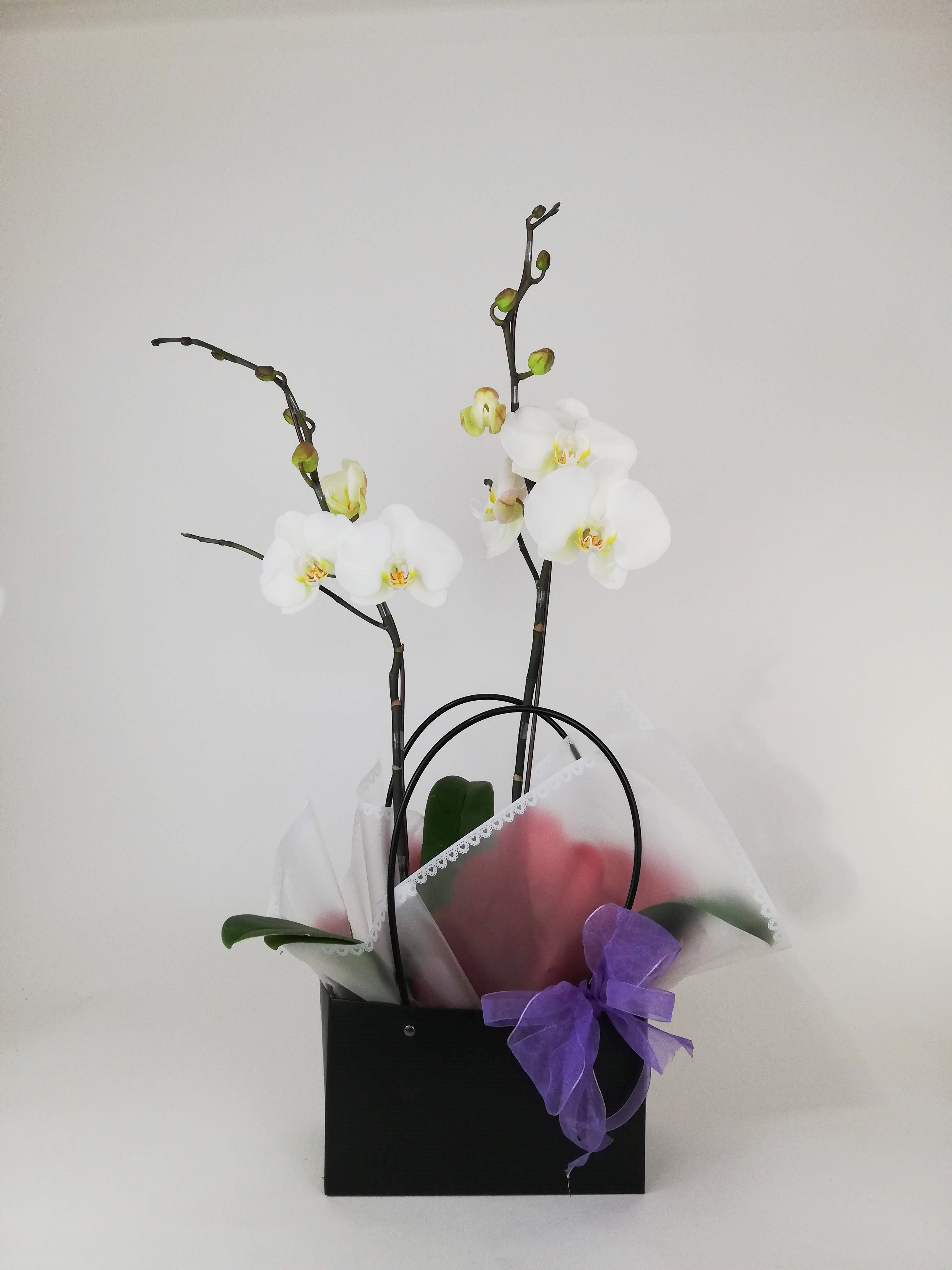 Dos orquideas en bolsa