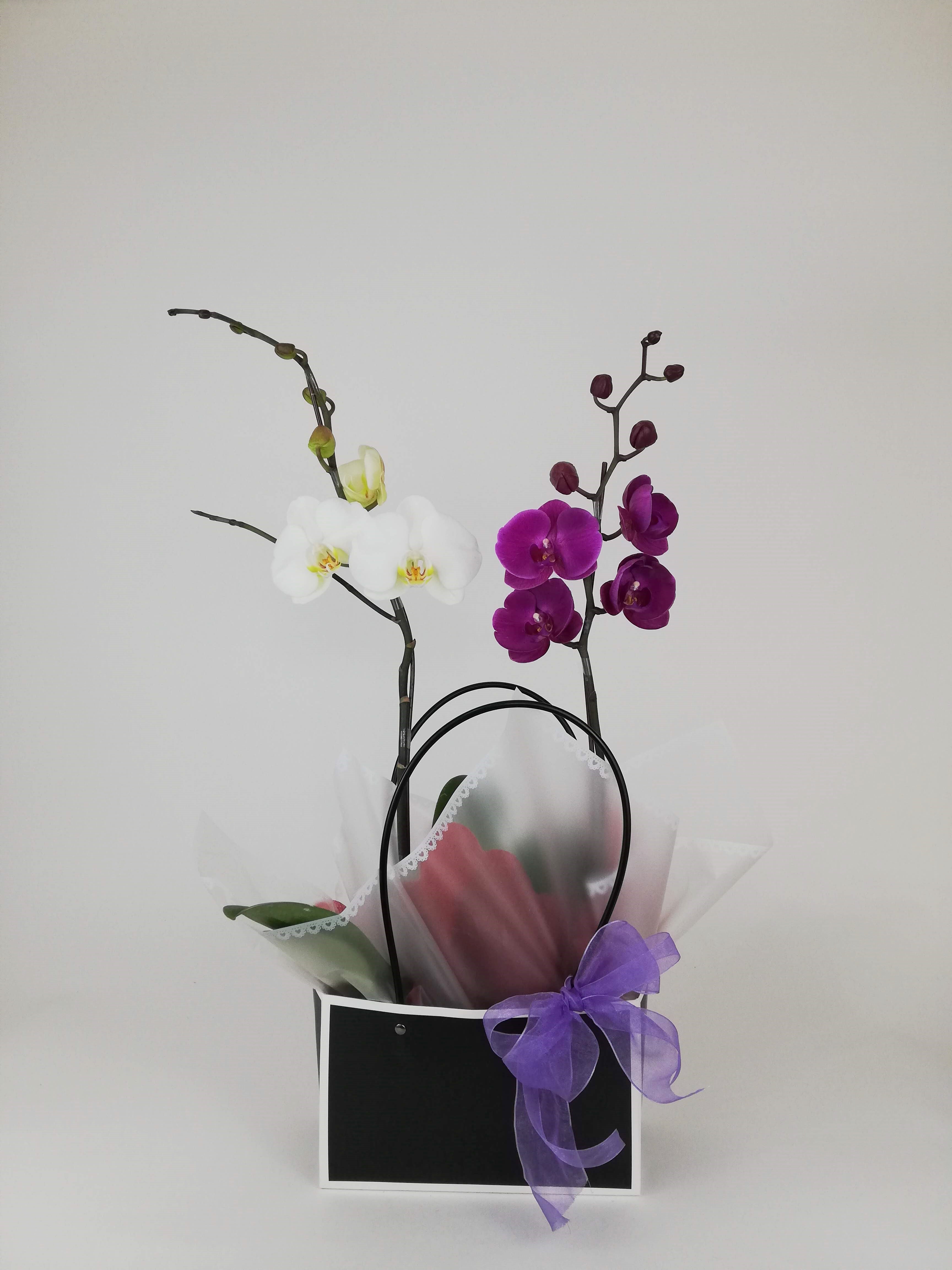 Dos orquideas en bolsa