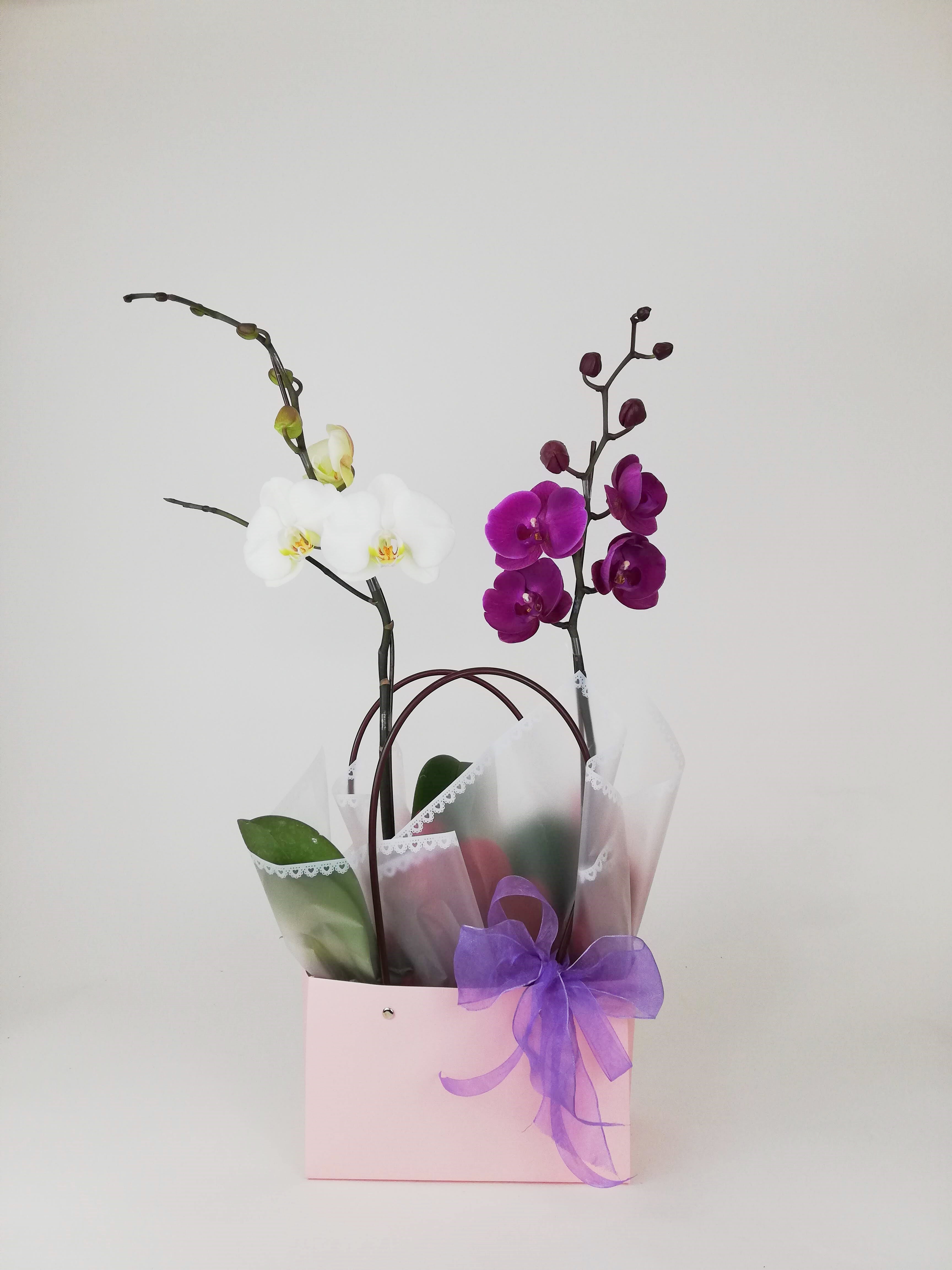 Dos orquideas en bolsa