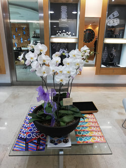 Arreglo de 7 plantas de orquideas