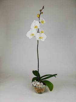 Arreglo Planta Orquidea Espiritu