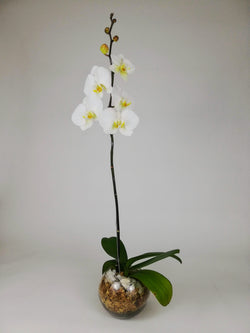 Arreglo Planta Orquidea Paz