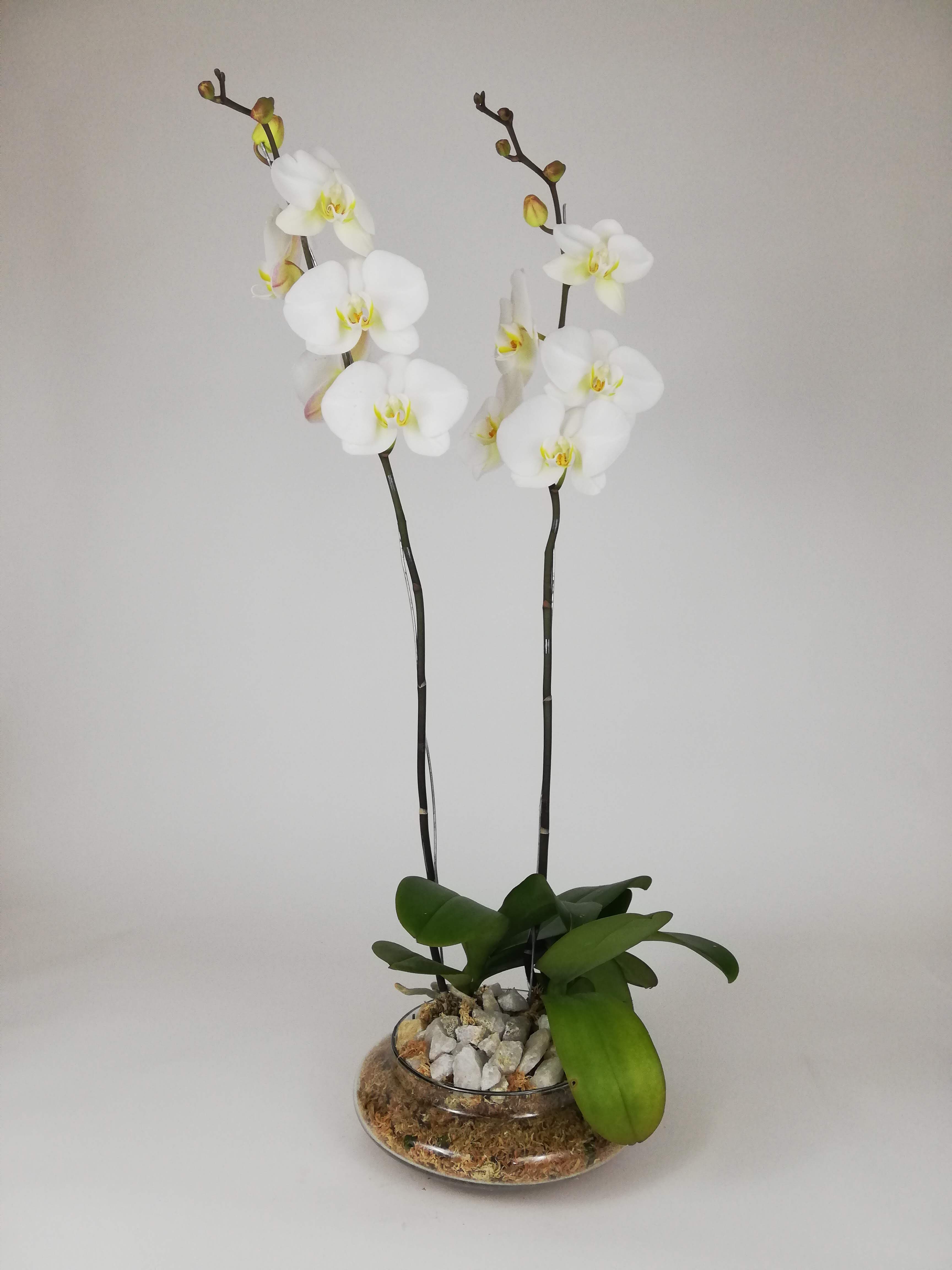Arreglo Planta Orquidea Armonia