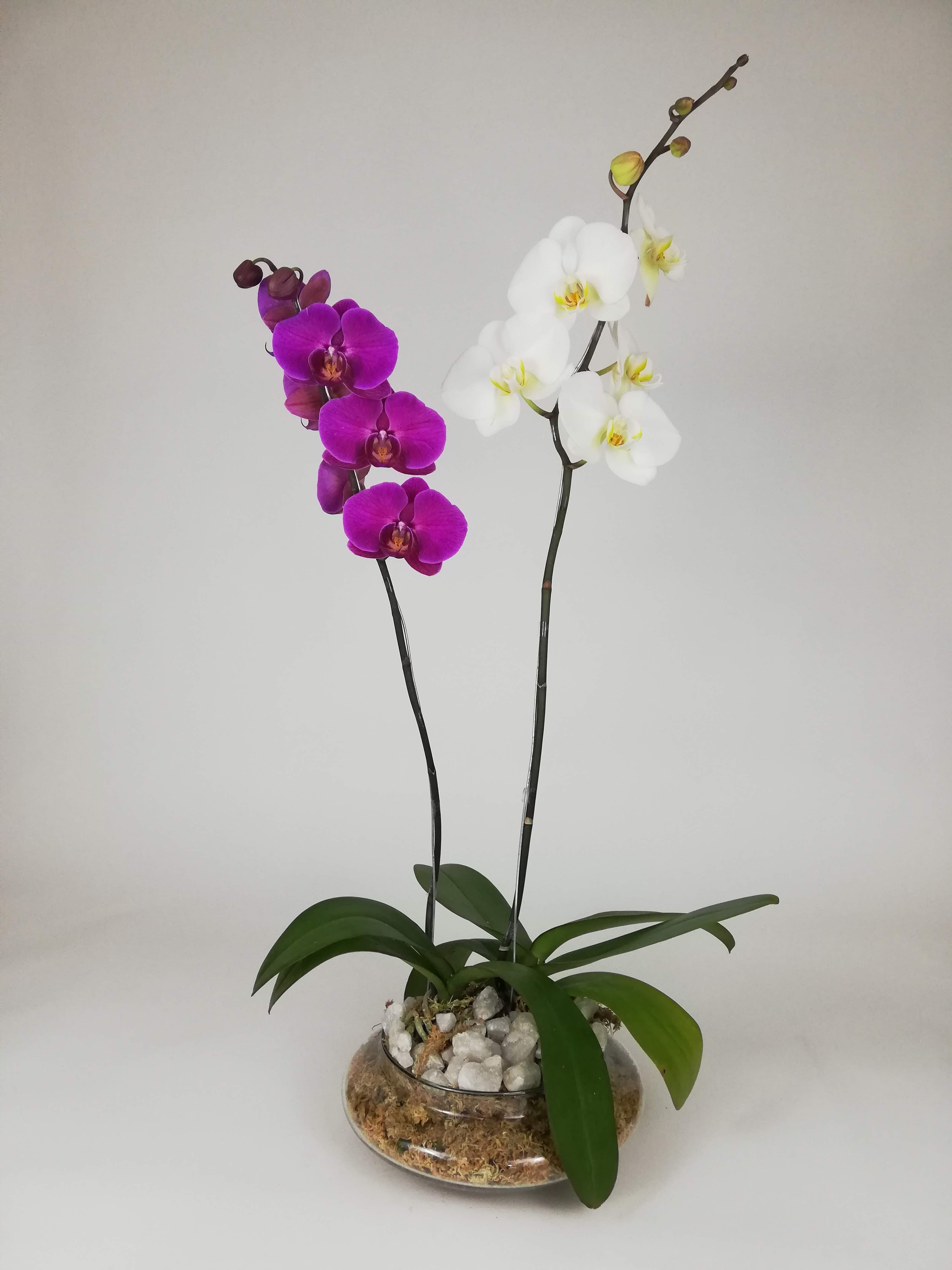 Arreglo Planta Orquidea Armonia