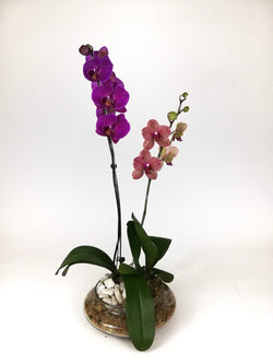 Arreglo Planta Orquidea Armonia