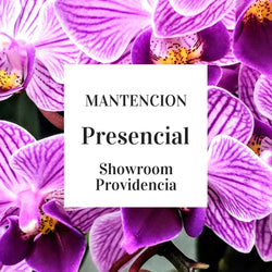 Mantencion Orquideas Pesencial-Providencia