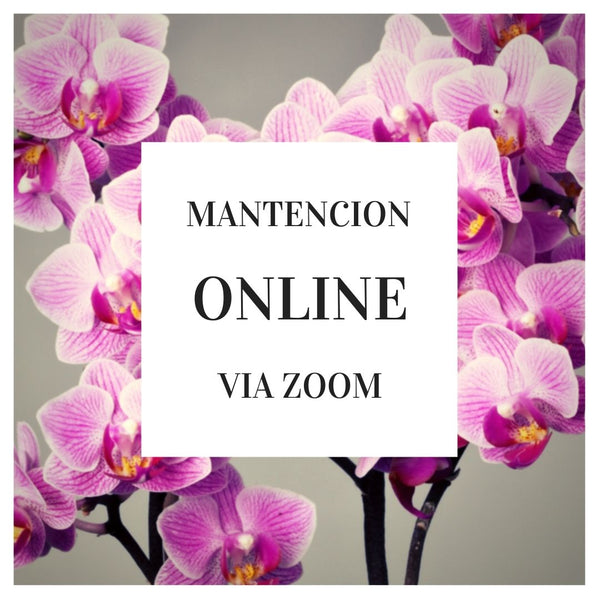 Mantencion Online Via Zoom