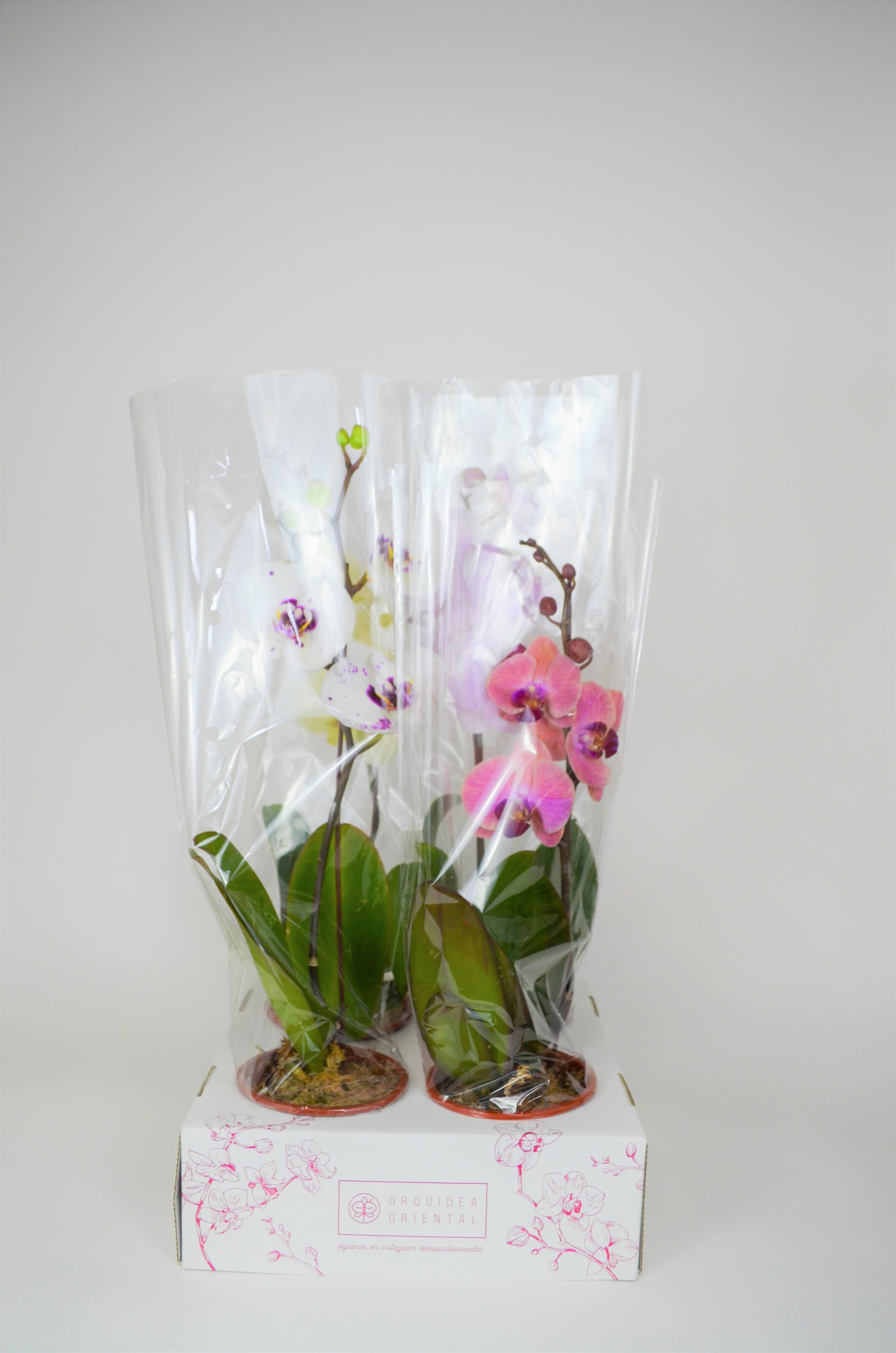 Por mayor 4 Orquideas