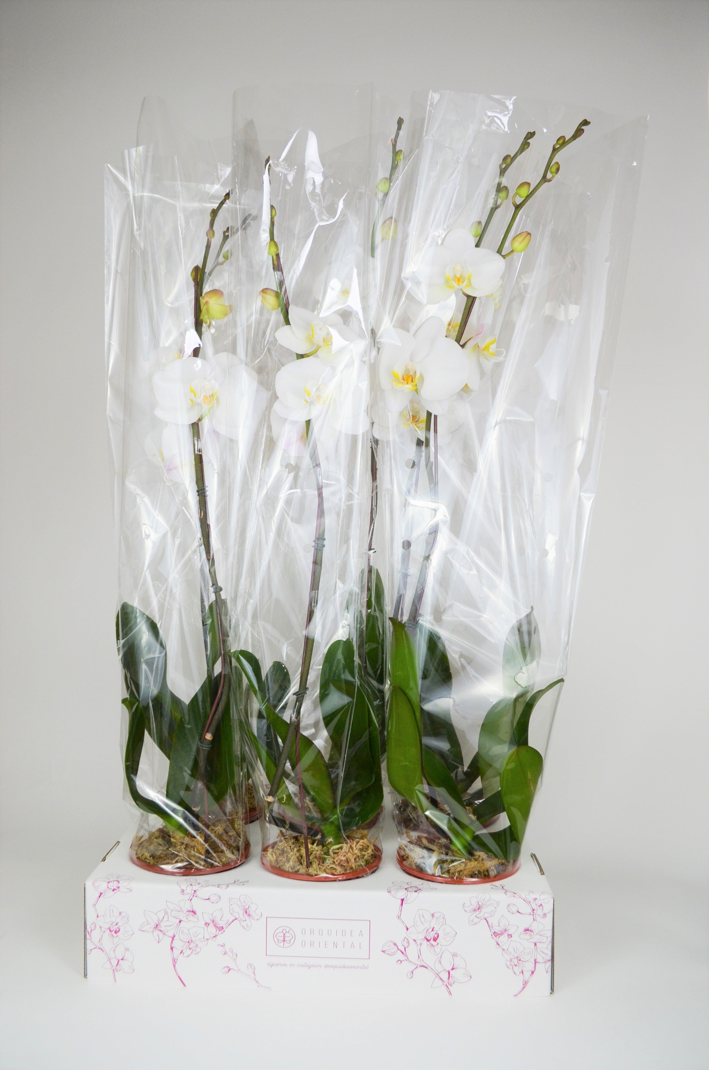 Por mayor 6 Orquideas