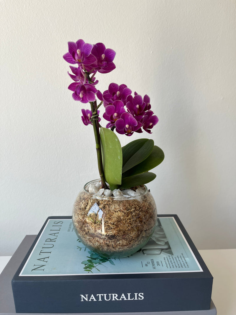 Arreglo orquidea mini color surtido