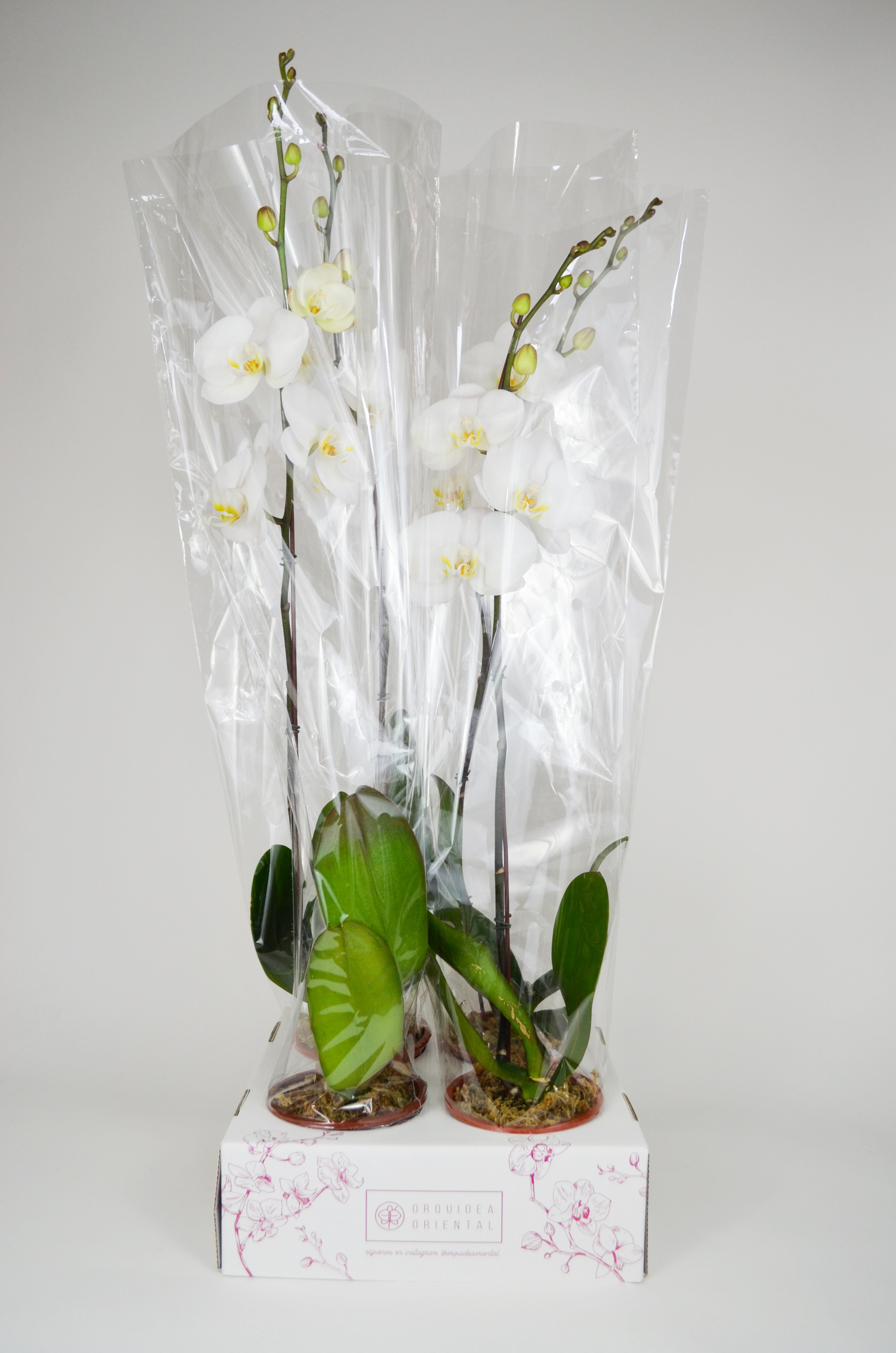 Por mayor 4 Orquideas