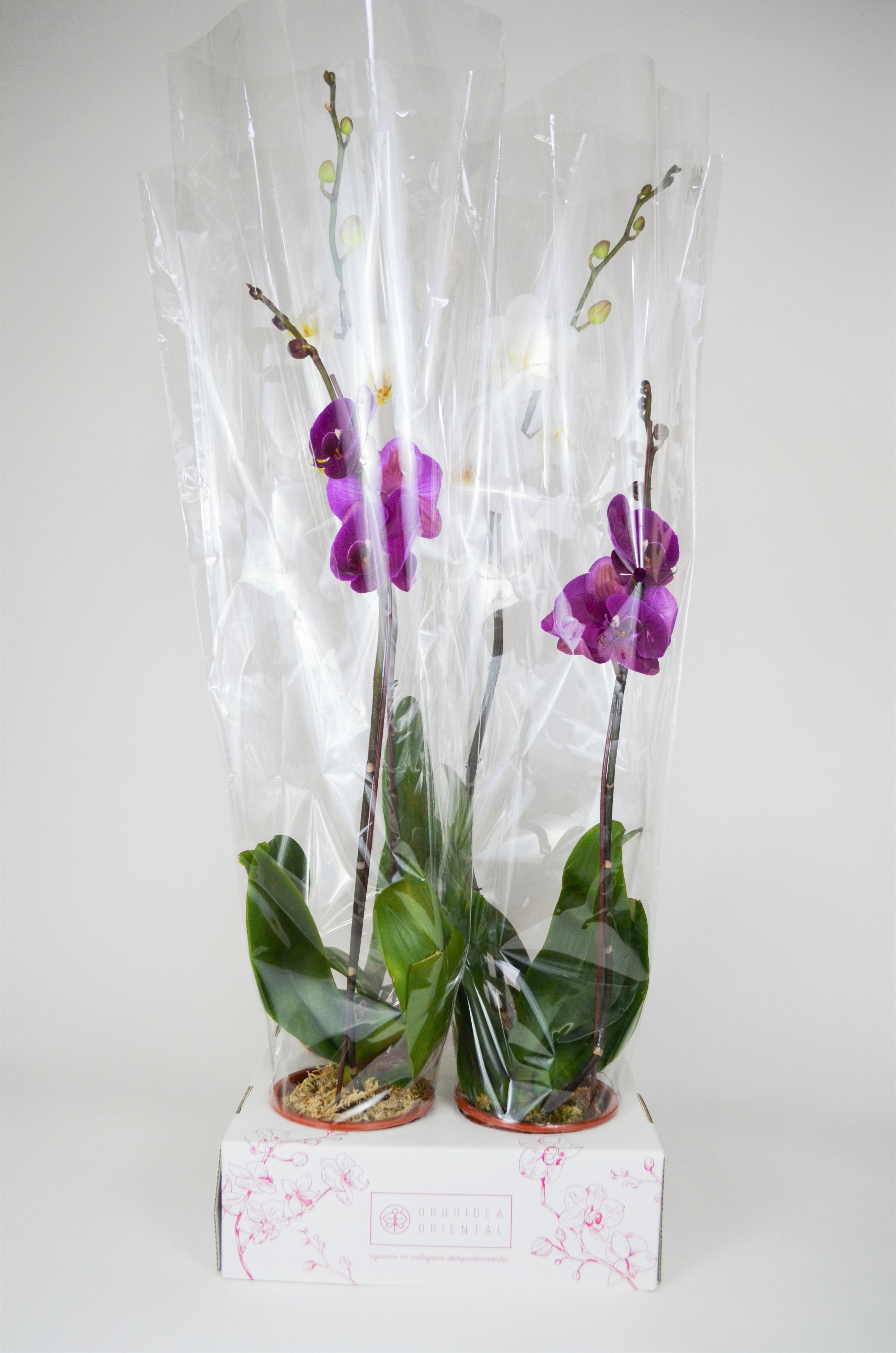 Por mayor 4 Orquideas